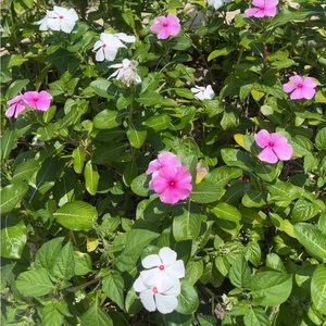 Meet your Posher, Sutton